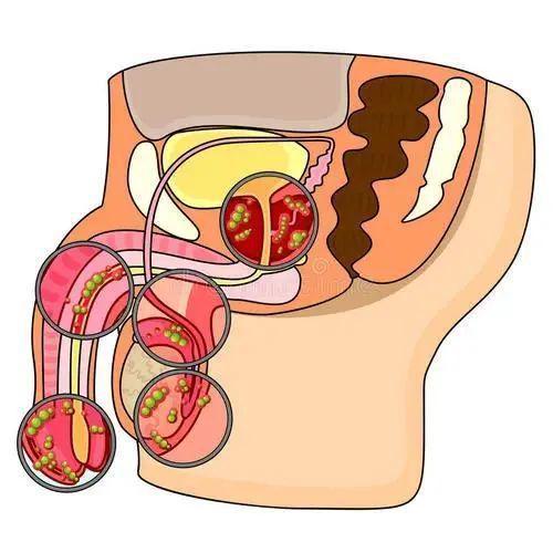 檢查男性生殖功能應該掛什麽科 檢查男性生殖功能應該掛什麽科要多少錢